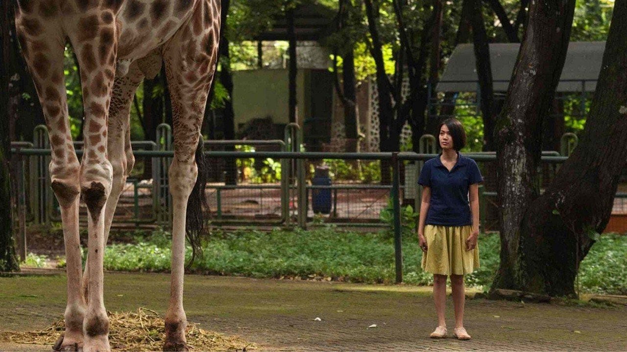 Postcards From The Zoo