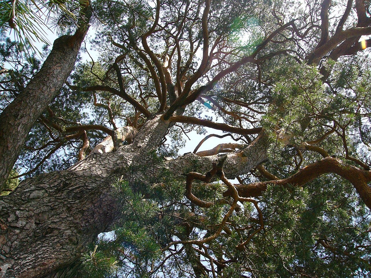 Many branches. One living tradition. The challenge is preserving legitimacy, authority, and continuity across generations. Photo of a Scots pine (Pinus sylvestris) © Teslaton, 2008. Licensed under CC BY 3.0. Source: Wikimedia Commons.