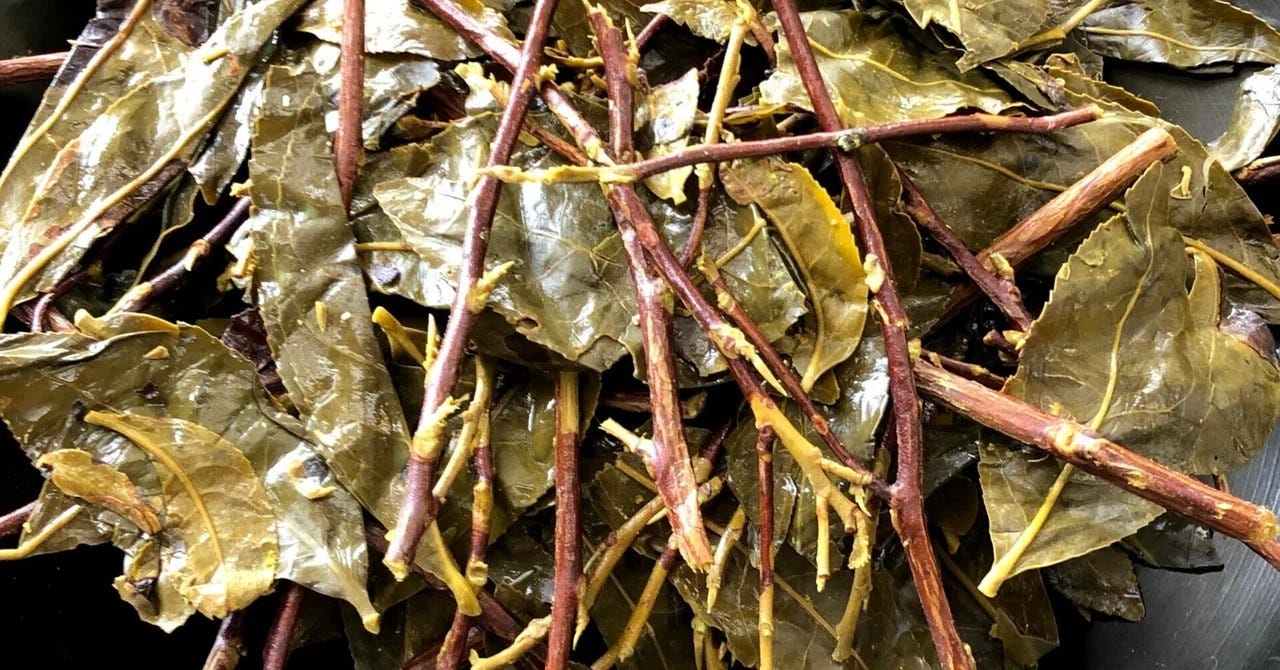 What is Bodai-Sancha?
 A Traditional Japanese Lacto-Fermented Tea