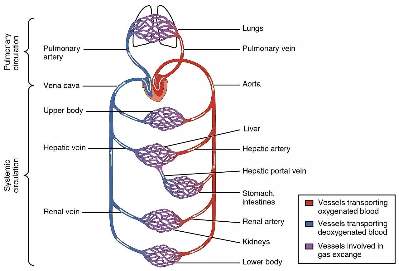 Cardiovascular Disease Knowledge