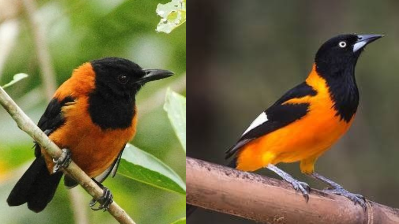 The Hooded Pitohui: The First Poisonous Bird Ever Discovered