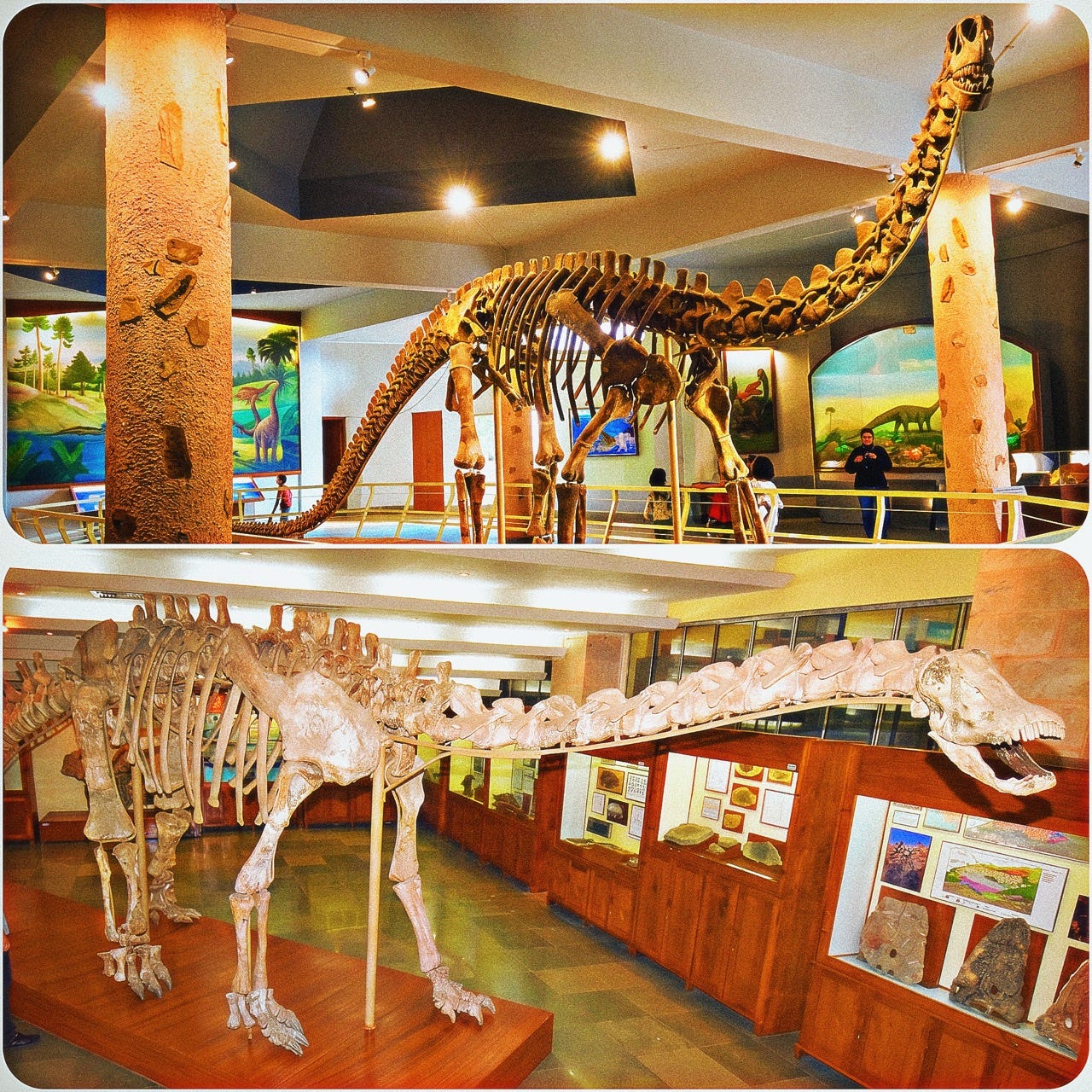 Mounted skeletons of Indian sauropods such as Kotasaurus (was elated to witness this 😍) and Barapasaurus, showcasing some of the earliest large-bodied herbivorous dinosaurs known — not just from the Jurassic of the Subcontinent, but globally. [TOP: Self, BOTTOM: Author-edit on ‘Biswarup Ganguly @ Alamy’ source]