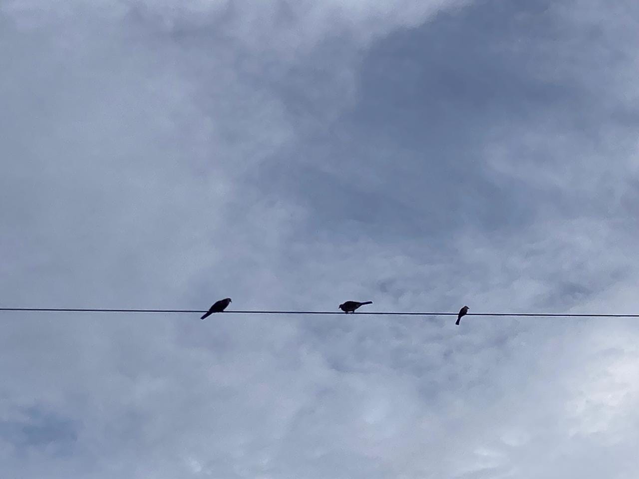 Tiga Burung Bertengger