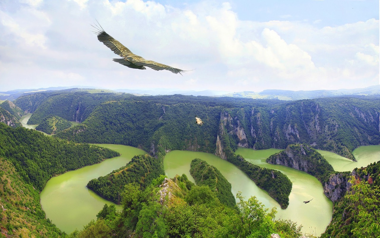 Griffon Vultures flying above Uvac River Canyon in south-western Serbia