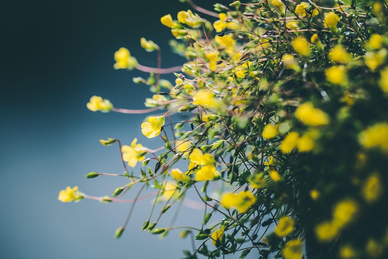 Japanese Documentaries