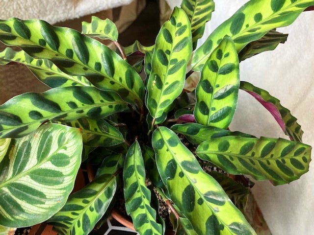 Aesthetically-Pleasing Plants Your Cat Can Eat (But Probably Won't) | by  Ana Merkulova | Medium