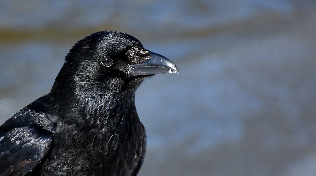 Discover the fascinating world of crows with these 21 surprising facts.