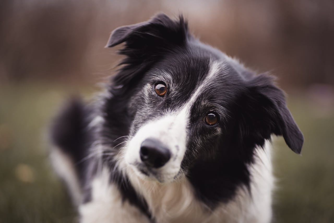 The Best Dog Breed for Adoption（3): Border Collie