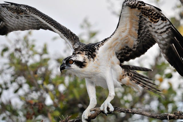 Ospreys: The Real Sea Hawks. Here in Southwest Florida, it is not