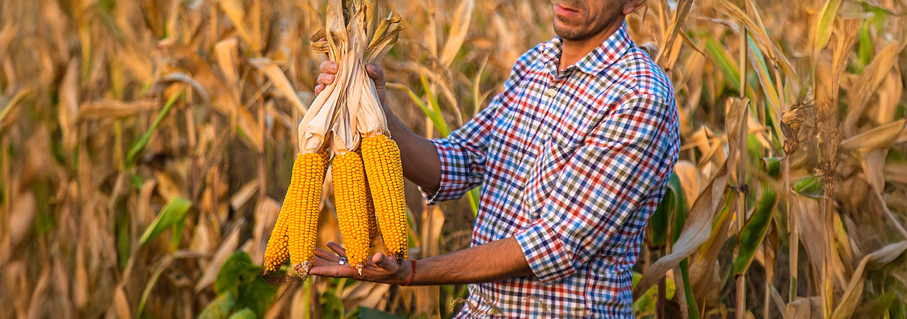 Maize Cultivation & Crop Management: A Complete Guide to Leveraging Agri-Tech Insights