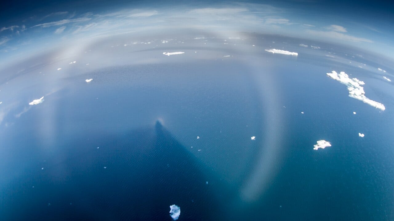 A fogbow arcs over a Brocken spectre and its glory at the Hinlopen strait, Svalbard — Credit: Andreas Weith / Wikimedia Commons (CC BY-SA 4.0)