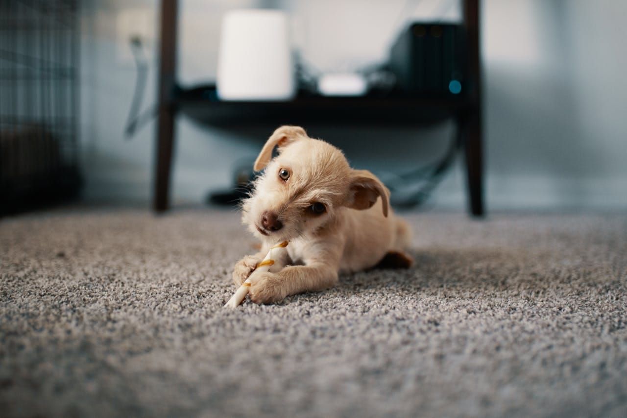 ペット・里親募集！ハグー(hugU)から子犬の情報をスクレイピングする
