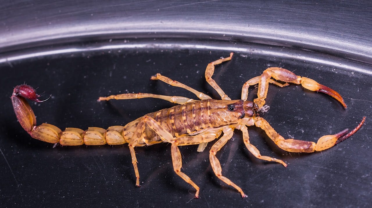 Escorpião marrom. Imagem: Josch13/Pixabay.