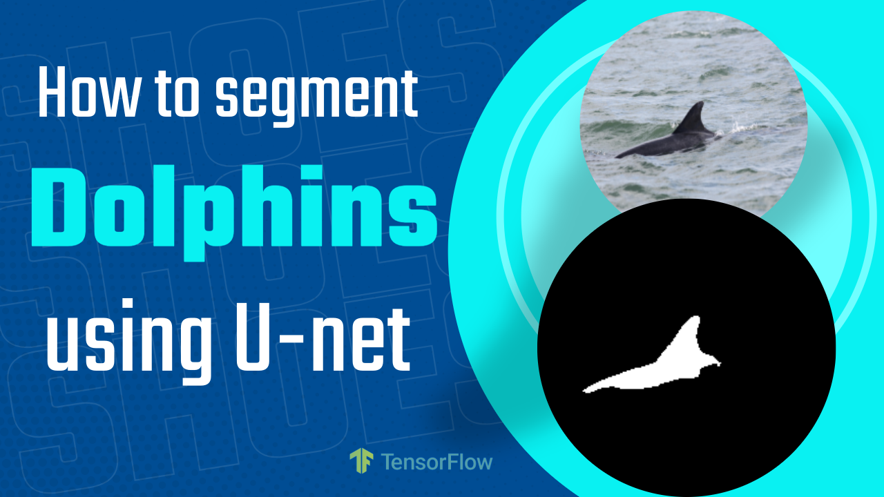 How to UNet Image Segmentation TensorFlow on Custom Data | Dolphin Segmentation