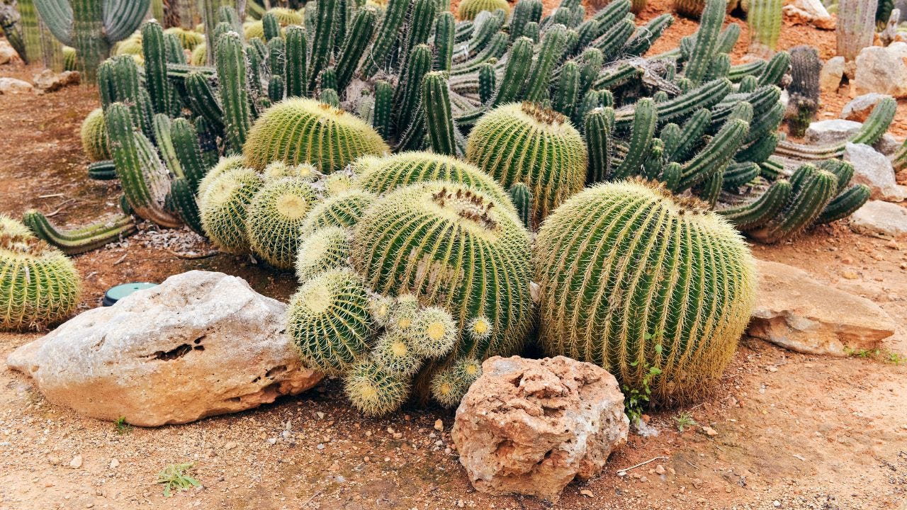 Jardins de Cactos: Guia Completo para Criar um Oásis Desértico em Casa