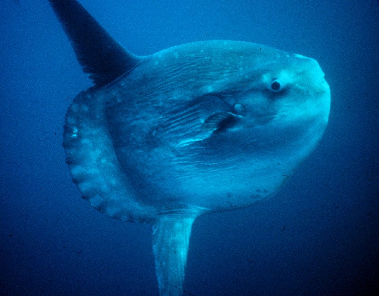 https://commons.wikimedia.org/wiki/File:Mola_mola.jpg