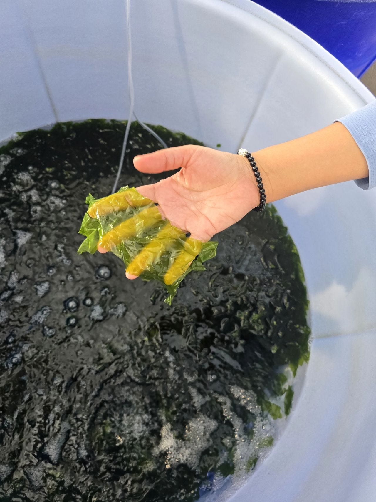 AI-Driven Ulva Cultivation in Thailand: Building a New Wave of Biochemical Innovation
