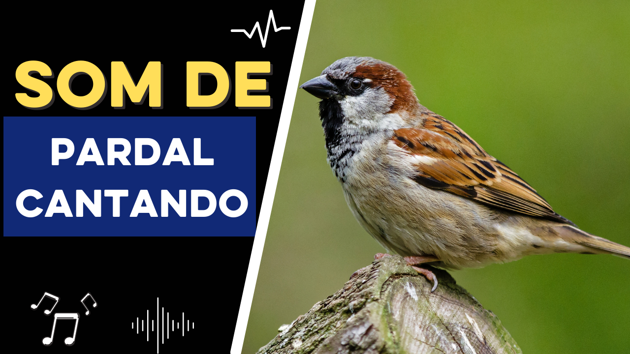 Som de Pardal cantando | Canto do Pardal