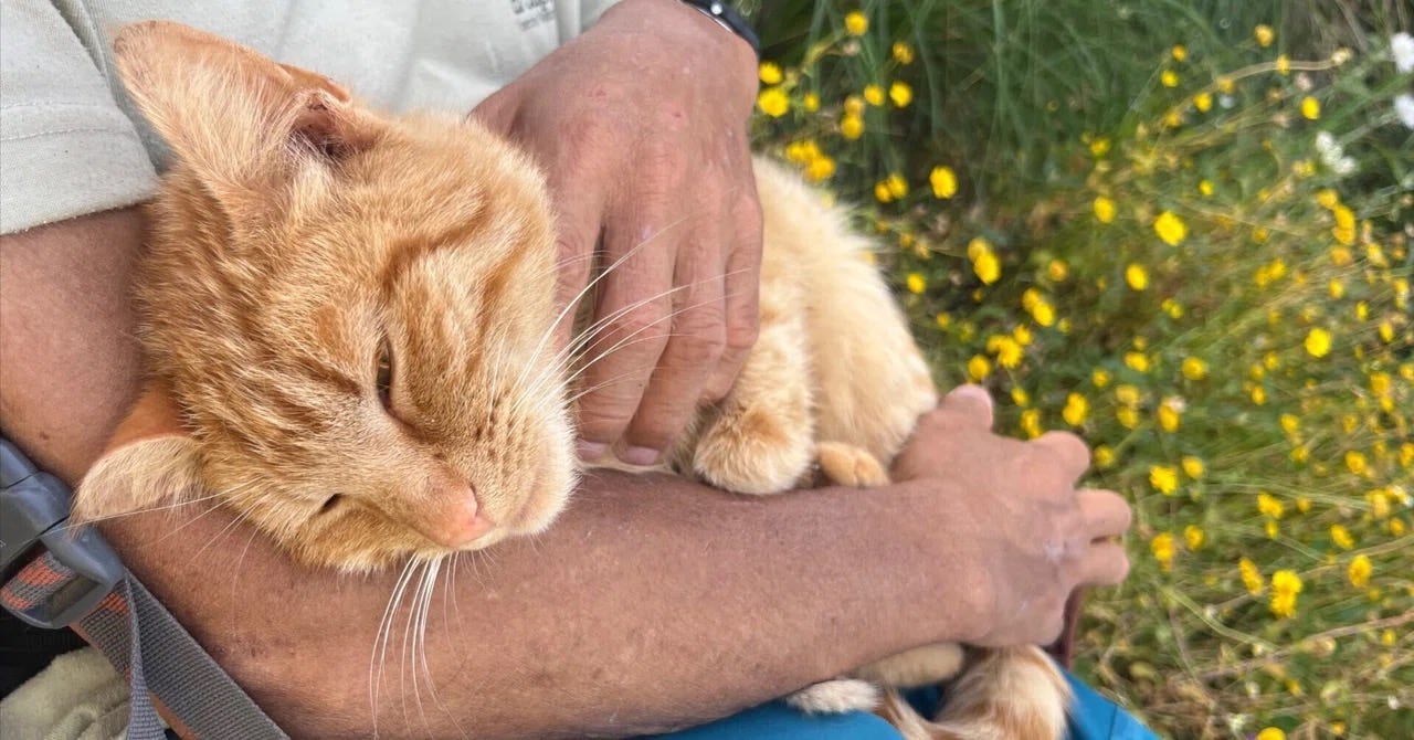 Save the stray cat with broken leg.