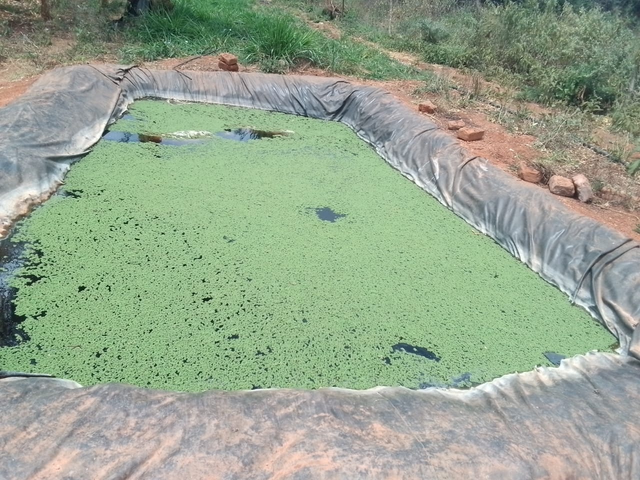 Azolla Farming in Kenya: A Step-by-Step Guide to Harvesting 1kg Daily