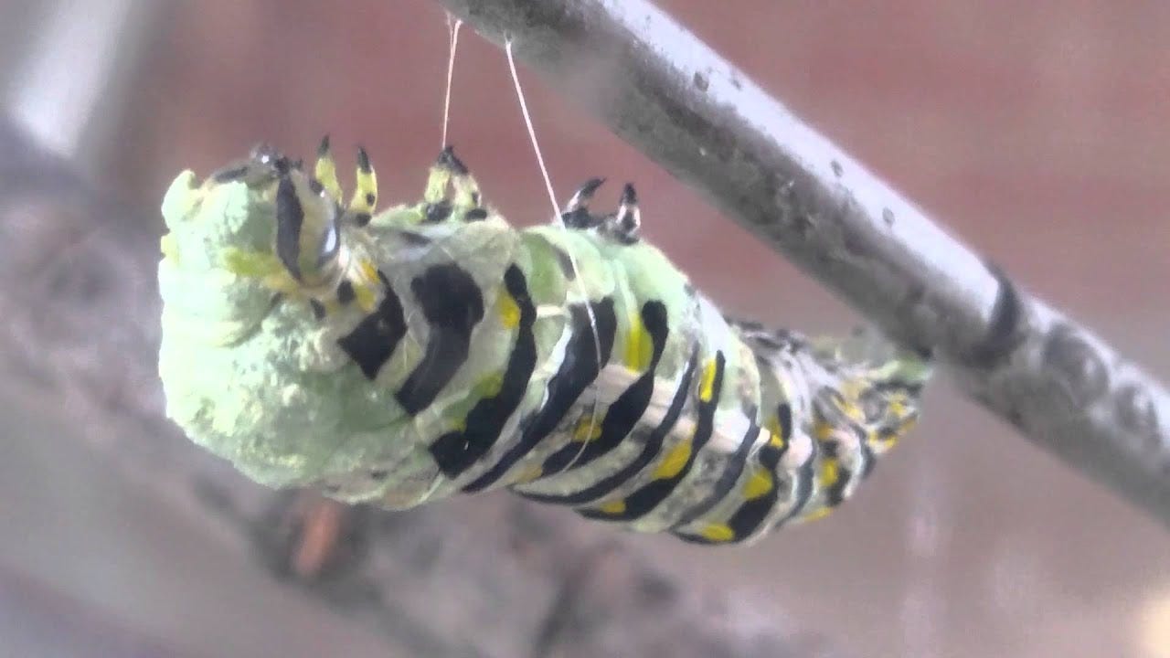 Entering the Chrysalis
