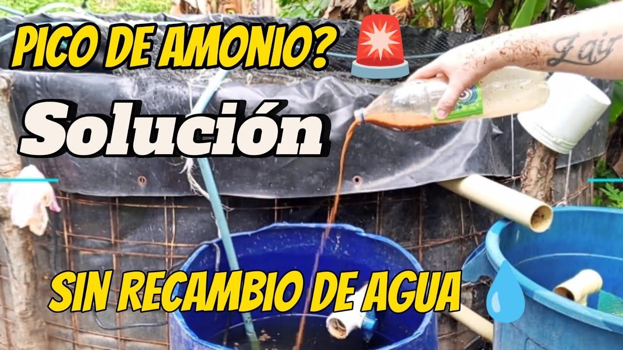 🚨 Crisis de Amonio en tu Cultivo de Bagre: La Solución Definitiva Sin Recambios de Agua