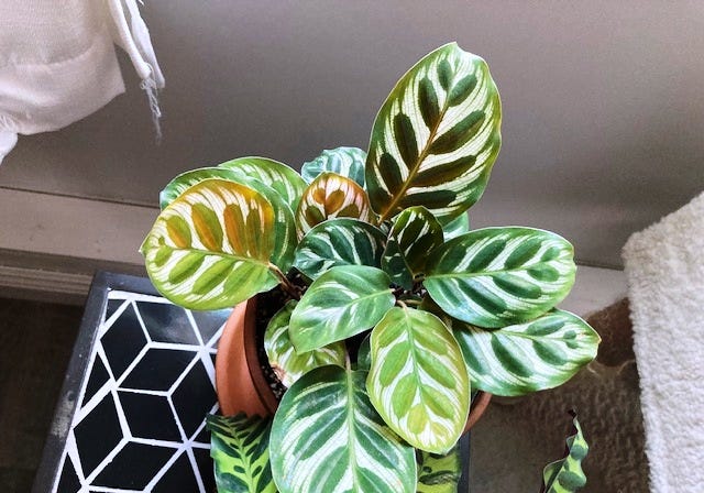 Aesthetically-Pleasing Plants Your Cat Can Eat (But Probably Won't) | by  Ana Merkulova | Medium