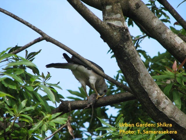 Shikra (Kurulugoya). 'The shikra is a small raptor (26–30 cm…