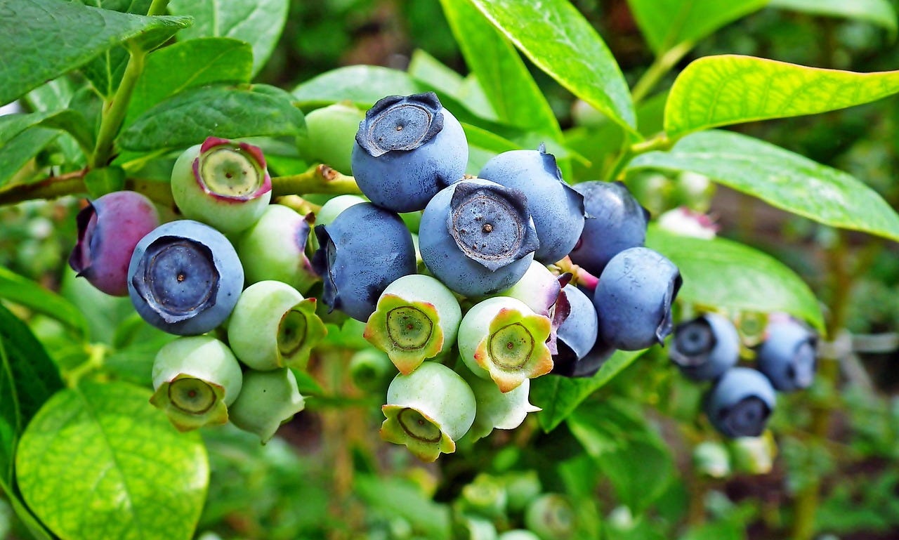 Blueberries, Huckleberries … and the End of the Road