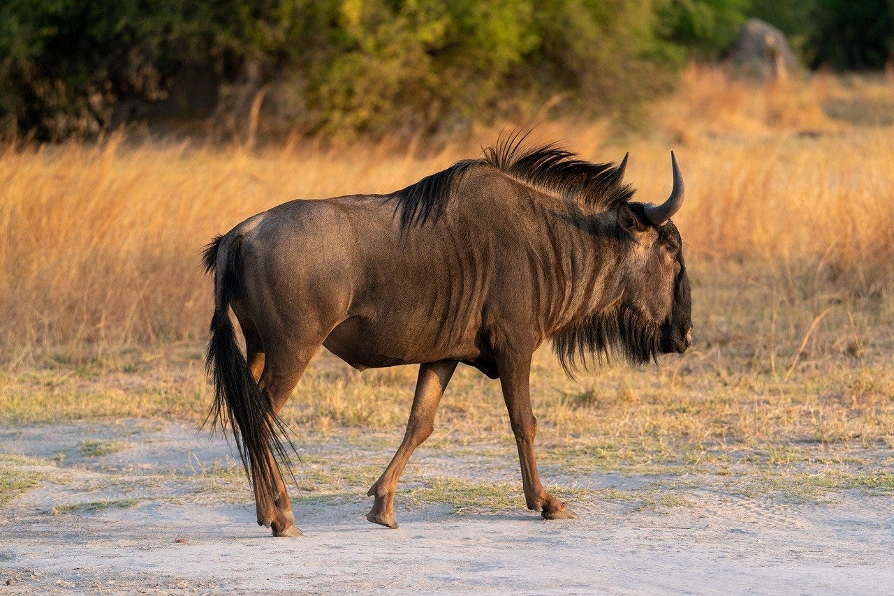 Fastest animals in the world