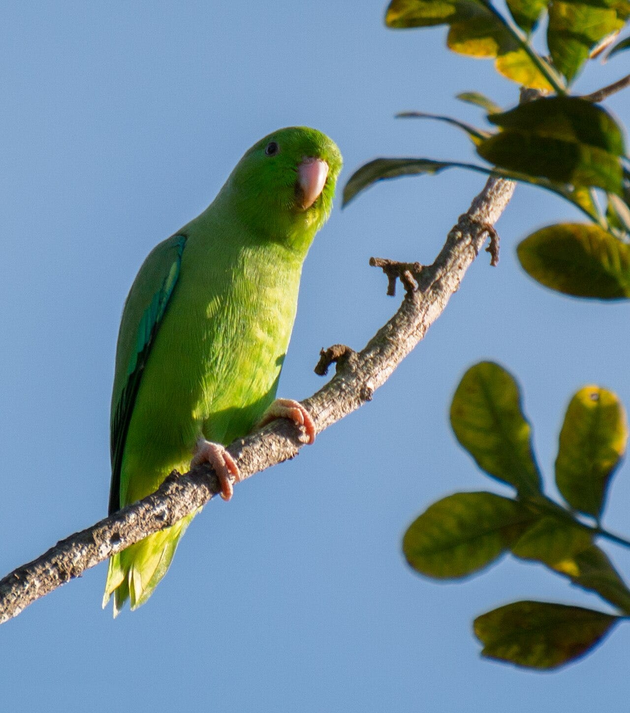 Wild Green-rumped Parrotlet (Forpus passerinus) in Trinidad 2014, Caribbean. (Credit: Jam mohd / CC BY-SA 4.0)