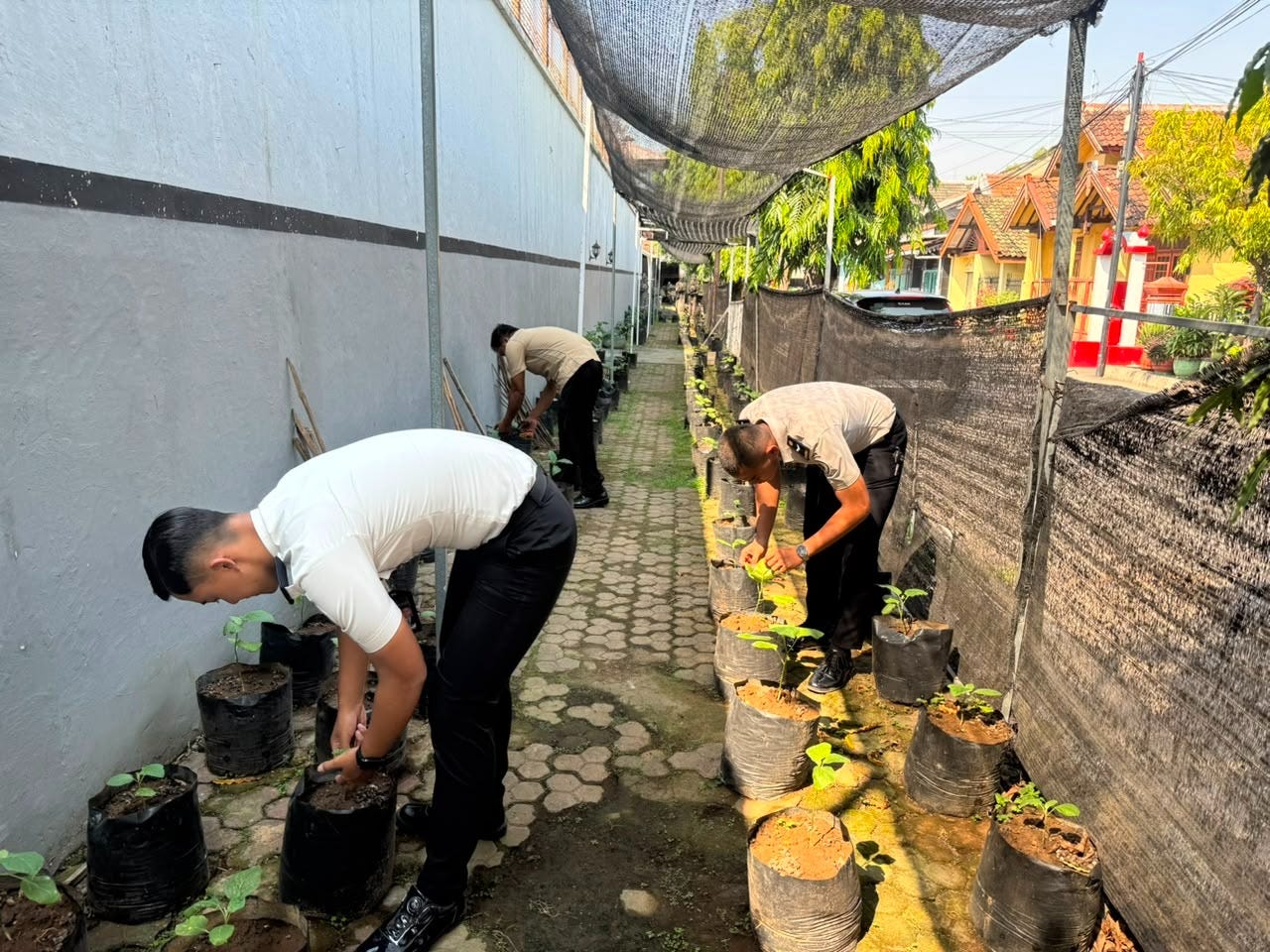 Tumbuhkan Ketahanan Pangan, Lapas Mojokerto Perluas Program Pertanian Melalui Penanaman Benih Cabai