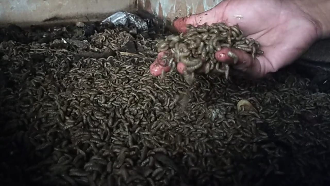 Maggot : ketika Belatung Punya Sejuta Manfaat
