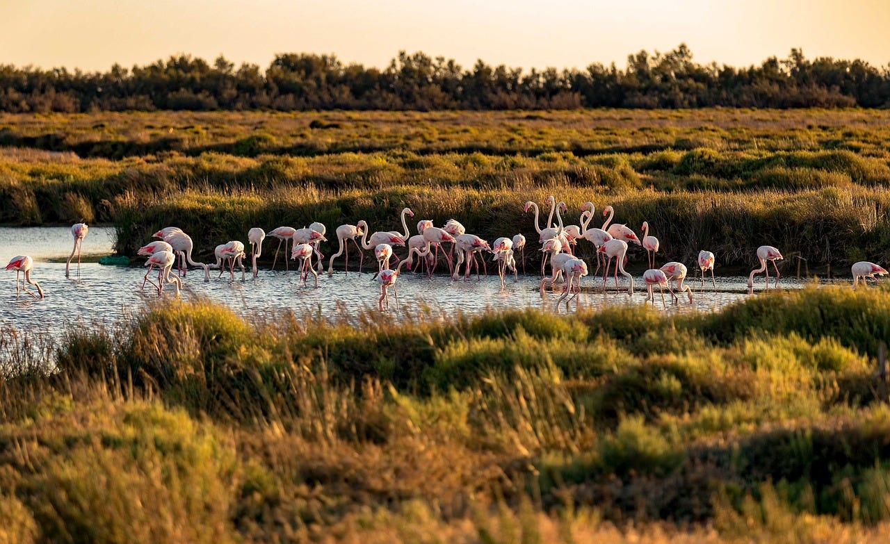 Carmargue marshlands. (via needpix.com, public domain)
