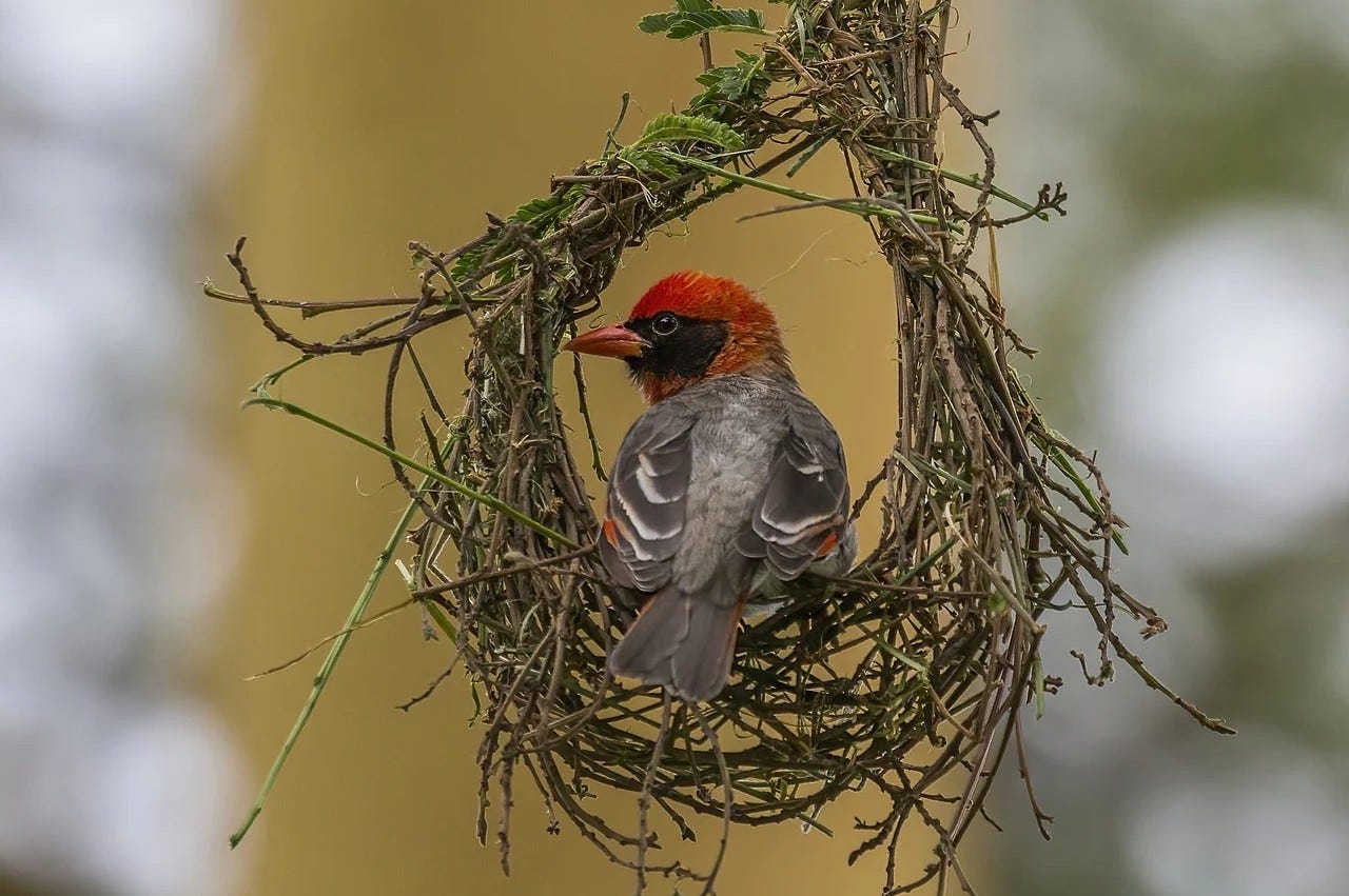 This red weaver is on strike too (Wiki Comms)