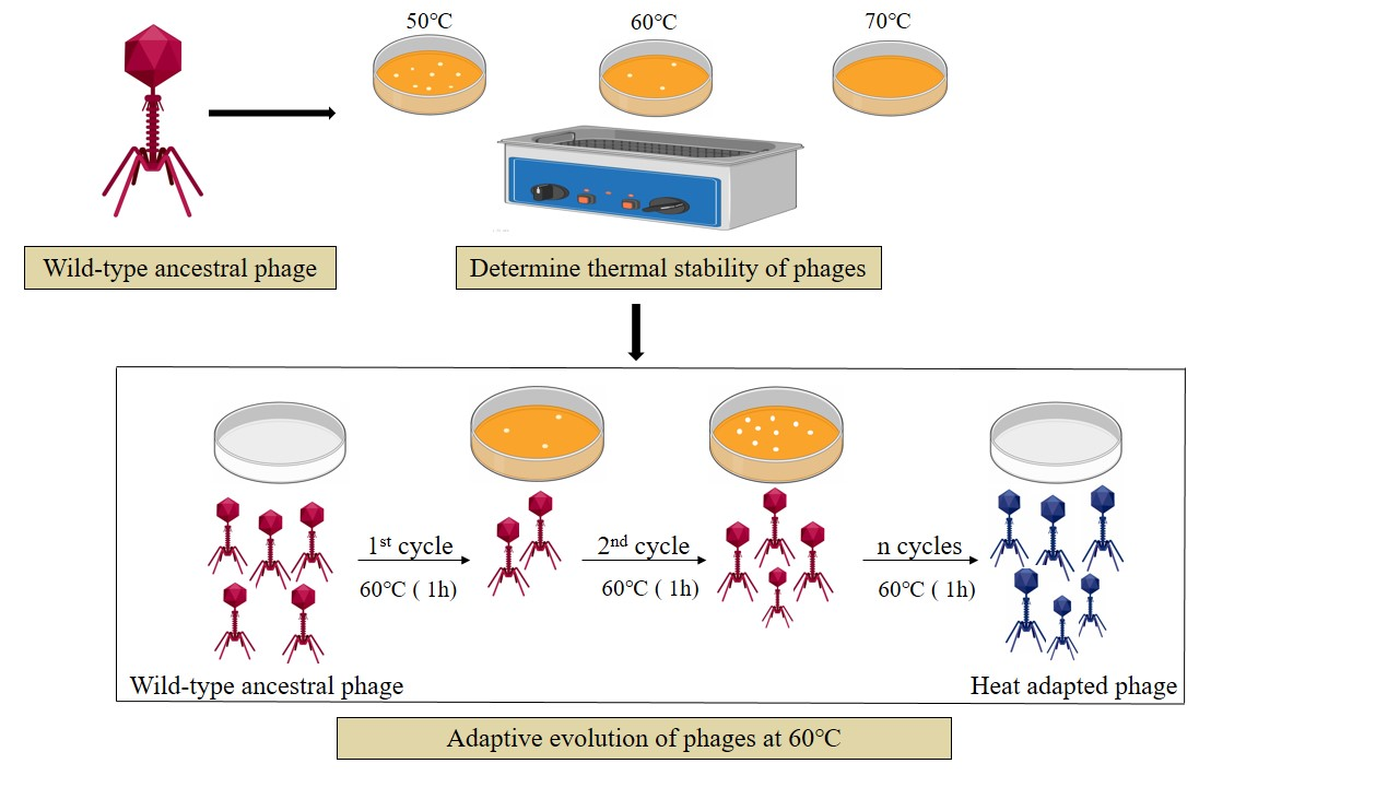 Graphic of methods for adapting the phages to a higher level of heat resistance as well as methods for testing resistance rates in both wild-type and ancestral phages. Photo credit