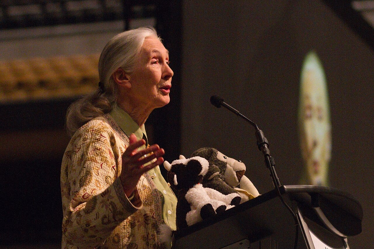 Jane Goodall speaks at Mizzou Arena, Sept. 17, 2014. Photo by Mark Schierbecker, CC BY-SA 4.0 via Wikimedia Commons