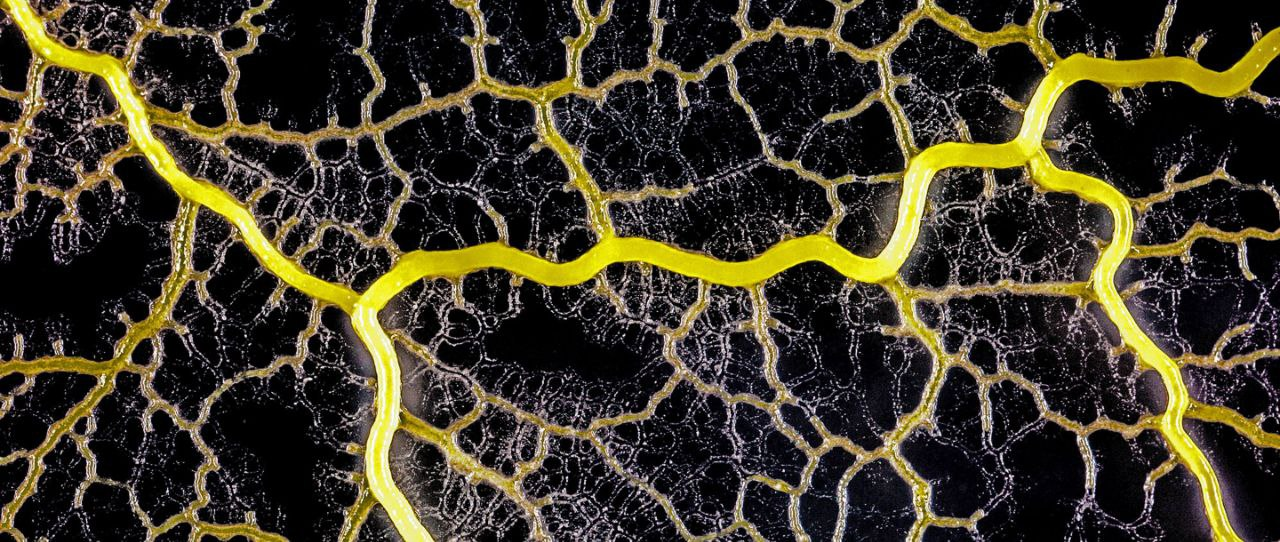 The Hidden Intelligence of Microbes: How Tiny Organisms Work Together