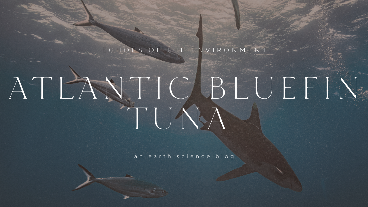 Atlantic Bluefin Tuna
