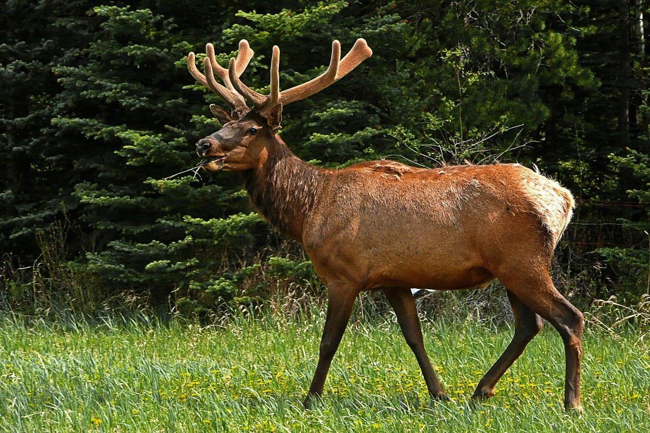Why do deer go through the process of shedding and regrowing their antlers?