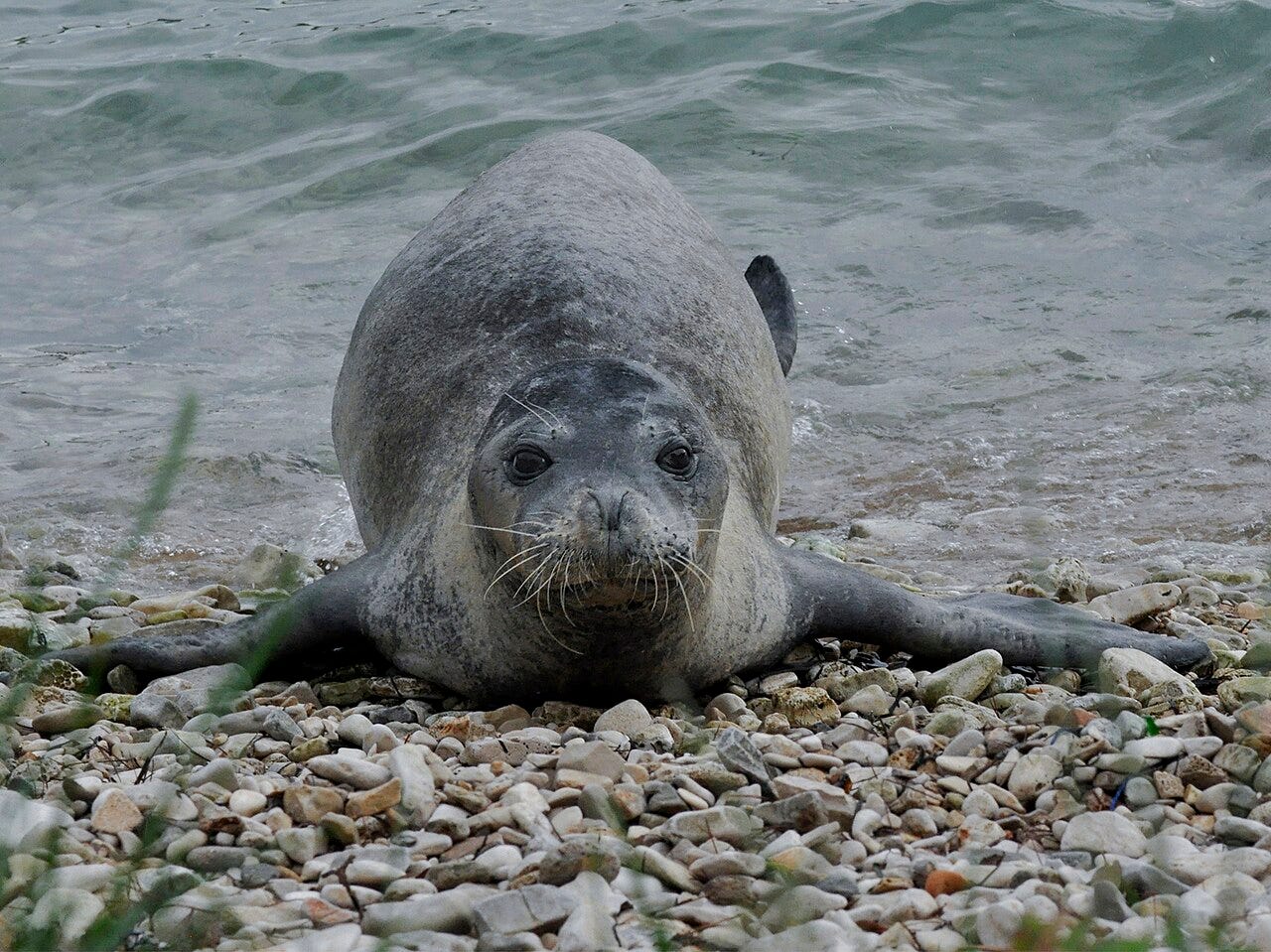 Monk seals were almost wiped out along the coasts of Africa (credit Wikipedi)