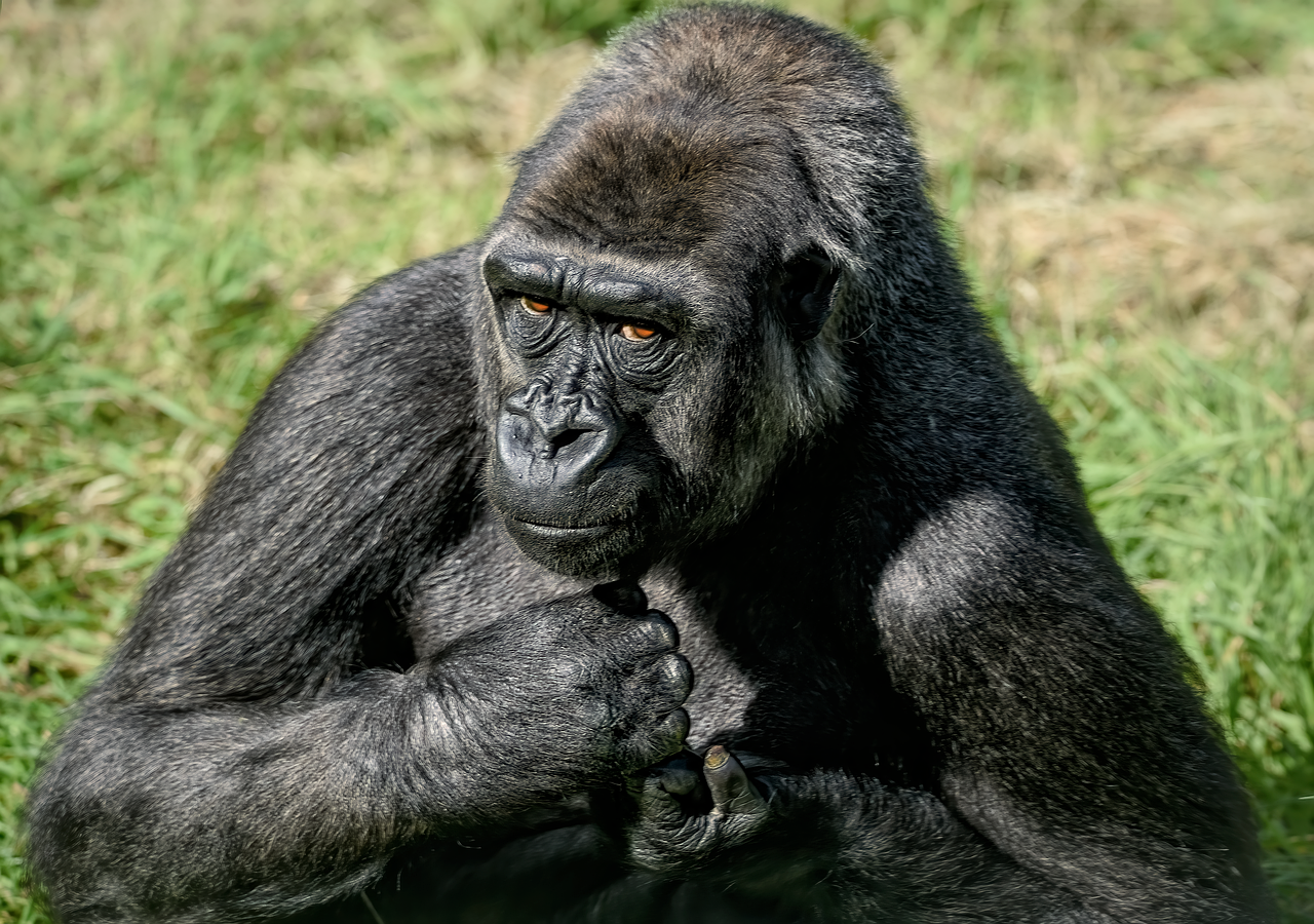 🦍 7 Curiosidades Científicas sobre Gorilas que Vão Te Fazer Respeitar Ainda Mais Esses Gigantes…