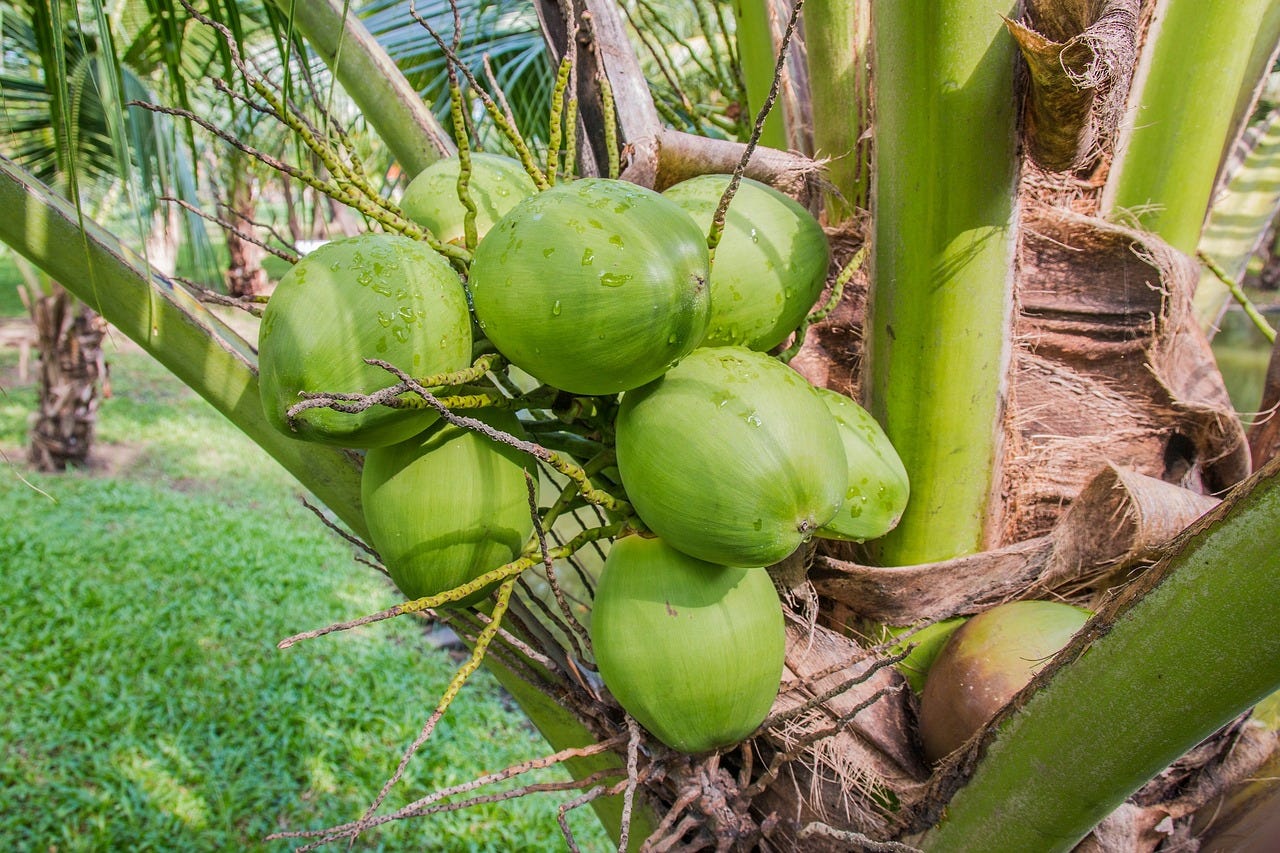 Mesin Pengupas Kelapa Muda, Mengupas Kelapa dalam Hitungan Detik!