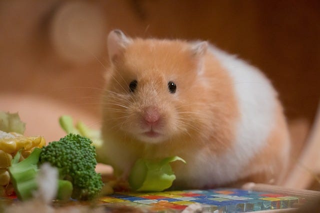 GOLDEN HAMSTER LIFE EXPECTANCY