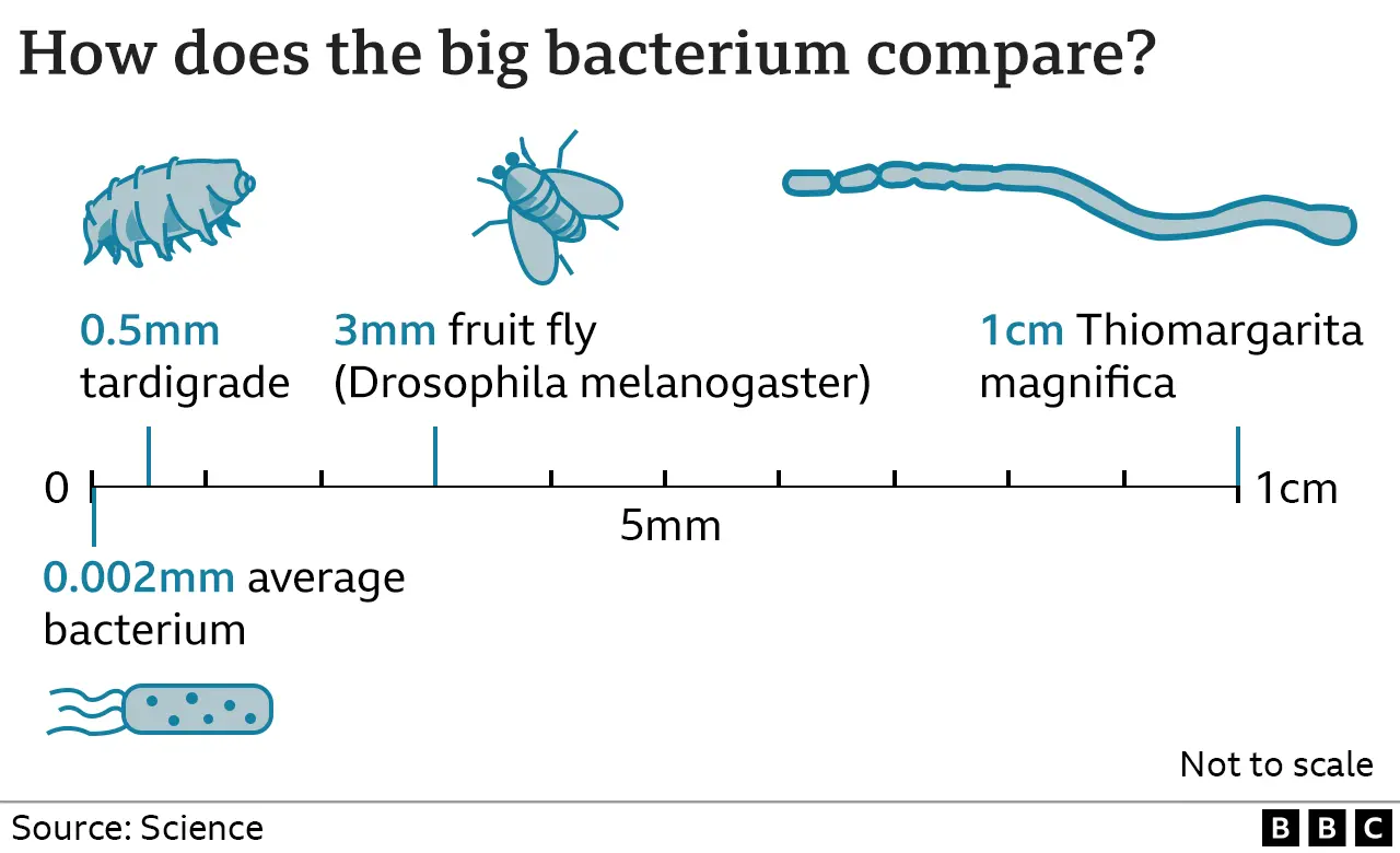 When Microbes Aren’t So Micro
