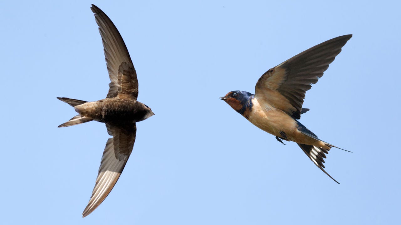 BURUNG WALET (Collocalia spp.): KEINDAHAN BIOLOGIS, TEKNOLOGI ALAM, DAN KONTEKS EKONOMI AWAL