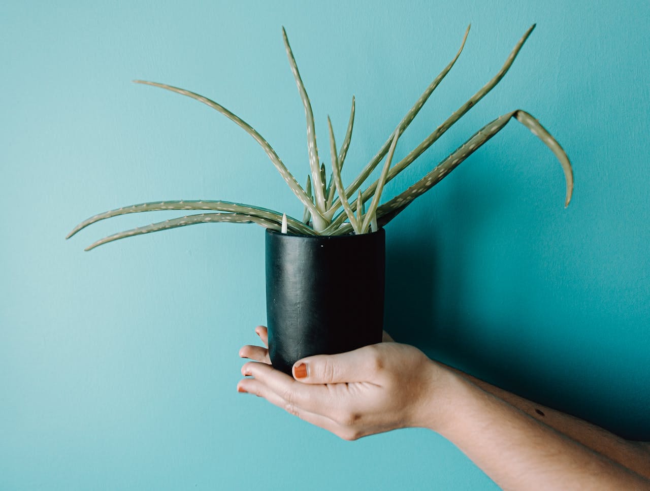 TerritorioAloe: Vida saludable y trabajo en equipo