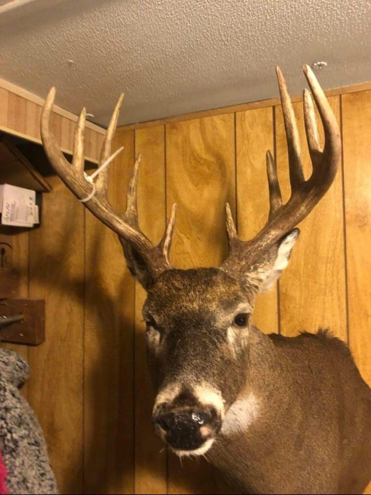 Every deer hunter has their top-tier trophy buck, and this is mine.
