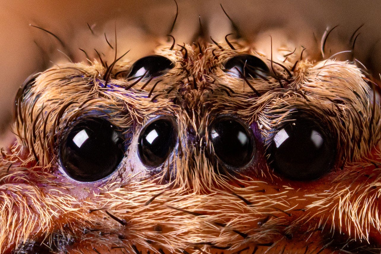 The watching eyes of a brown huntsman spider. Photo by the author.