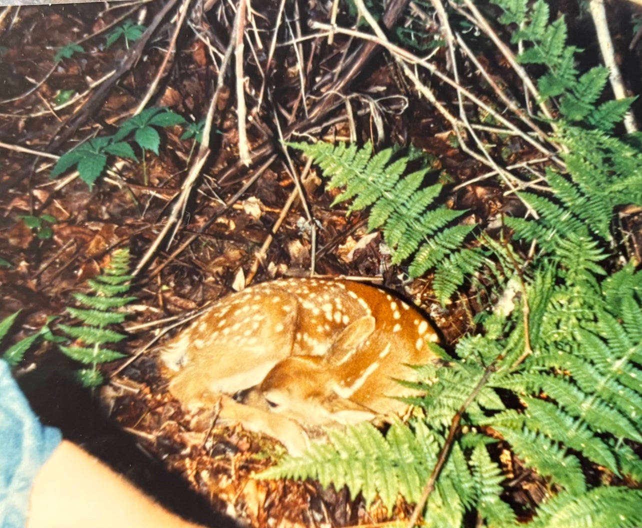 Photo provided by Author; the fawn goes back to sleep